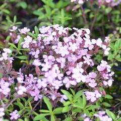 Mydlice bazalkovitá - Saponaria ocymoides