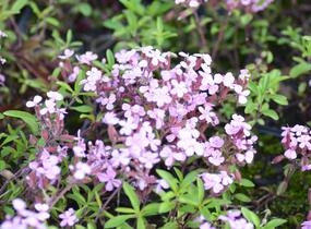 Mydlice bazalkovitá - Saponaria ocymoides