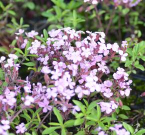 Mydlice bazalkovitá - Saponaria ocymoides