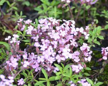 Mydlice bazalkovitá