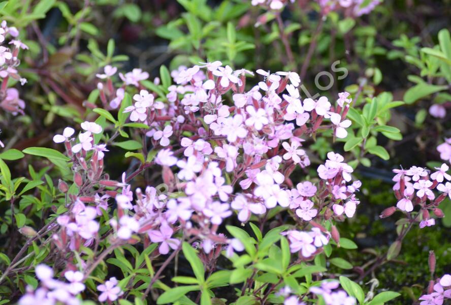 Mydlice bazalkovitá - Saponaria ocymoides