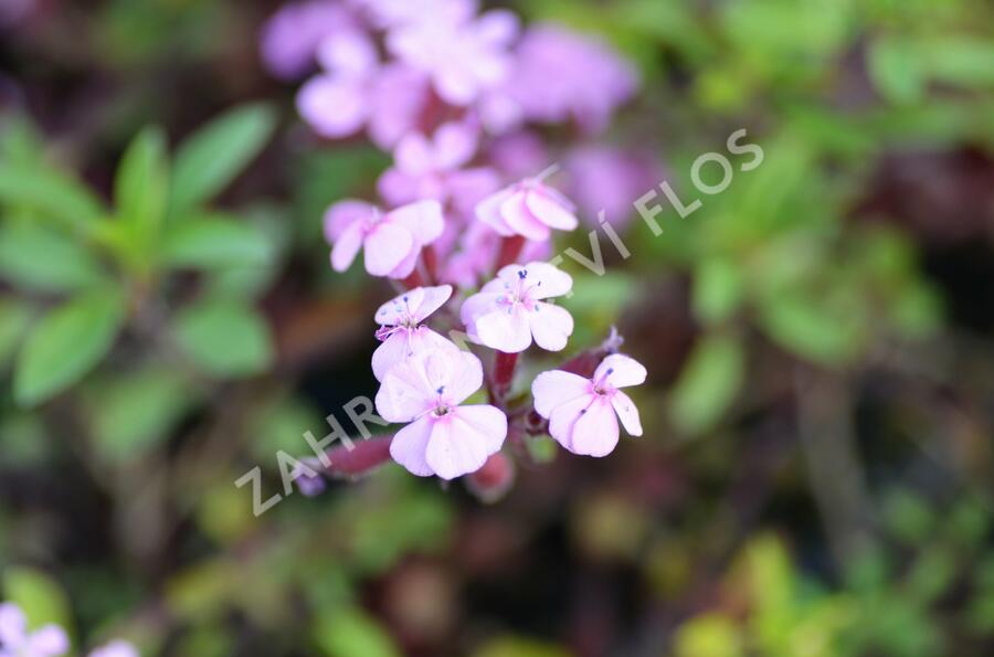 Mydlice bazalkovitá - Saponaria ocymoides