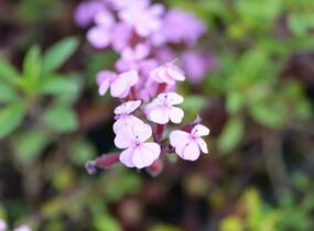 Mydlice bazalkovitá - Saponaria ocymoides