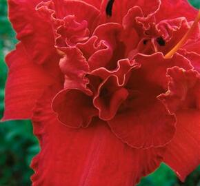 Denivka 'Moses Fire' - Hemerocallis 'Moses Fire'