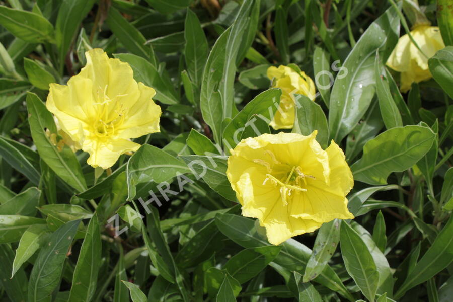 Pupalka missurská - Oenothera missouriensis