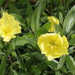 Pupalka missurská - Oenothera missouriensis