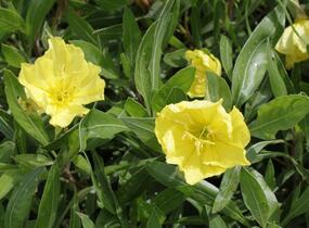 Pupalka missurská - Oenothera missouriensis