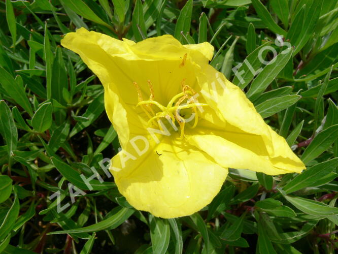 Pupalka missurská - Oenothera missouriensis