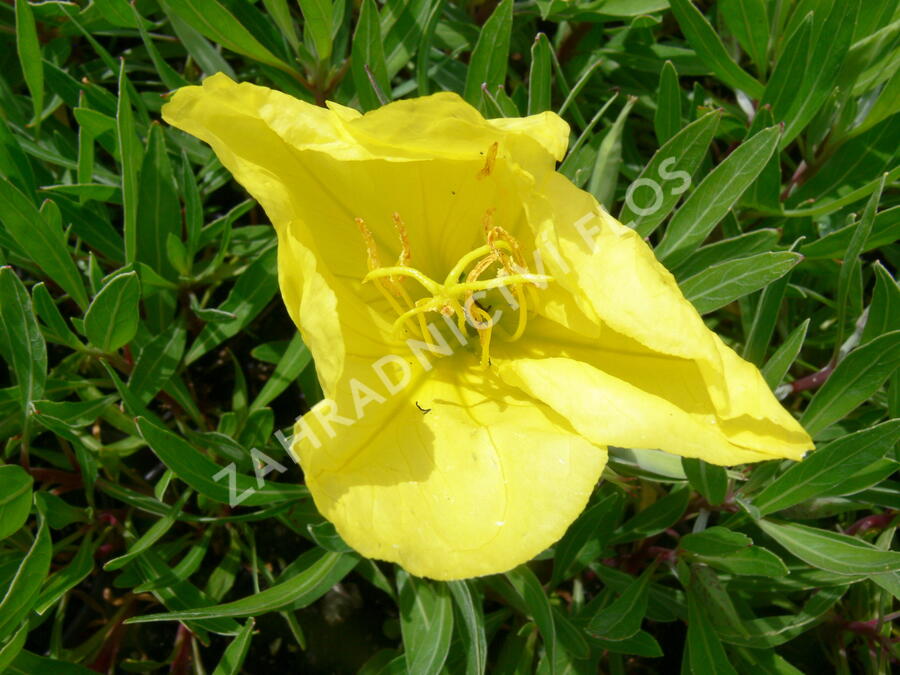 Pupalka missurská - Oenothera missouriensis