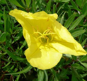 Pupalka missurská - Oenothera missouriensis