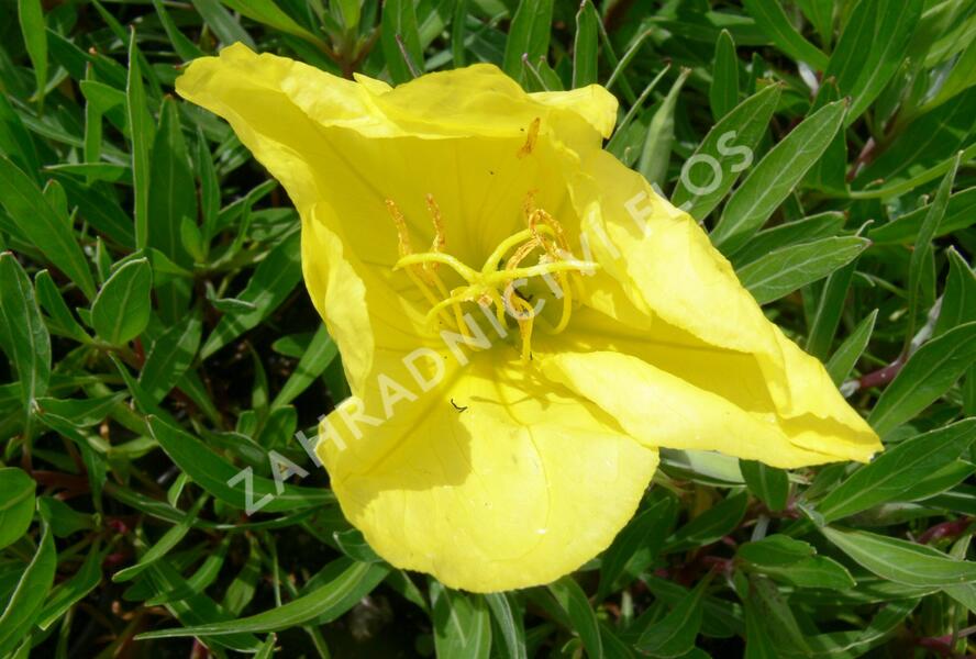 Pupalka missurská - Oenothera missouriensis