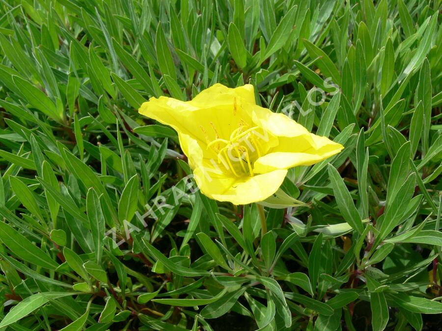 Pupalka missurská - Oenothera missouriensis