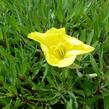 Pupalka missurská - Oenothera missouriensis