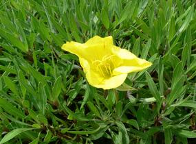Pupalka missurská - Oenothera missouriensis
