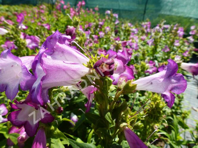 Dračík 'Phoenix Lavander' - Penstemon hartwegii 'Phoenix Lavender'