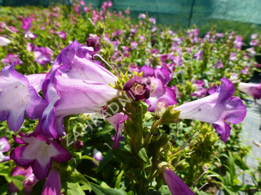 Dračík 'Phoenix Lavander' - Penstemon hartwegii 'Phoenix Lavender'