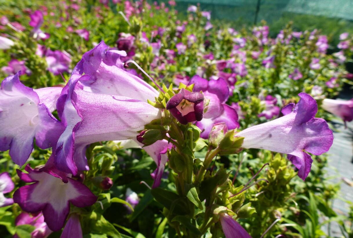 Dračík 'Phoenix Lavander' - Penstemon hartwegii 'Phoenix Lavender'
