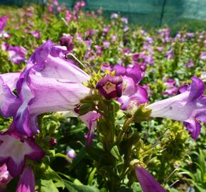 Dračík 'Phoenix Lavander' - Penstemon hartwegii 'Phoenix Lavender'