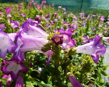 Dračík 'Phoenix Lavander'