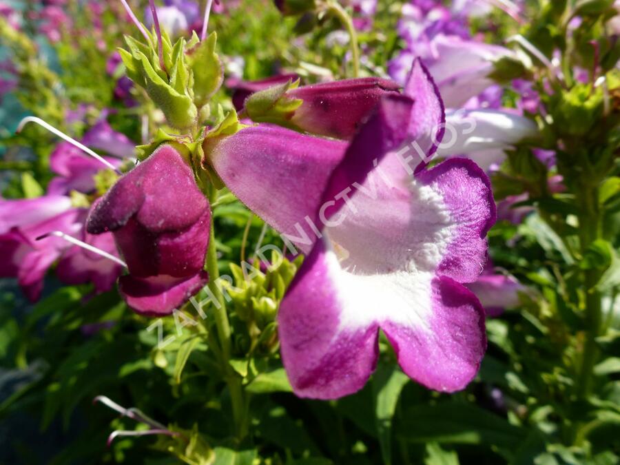 Dračík 'Phoenix Lavander' - Penstemon hartwegii 'Phoenix Lavender'