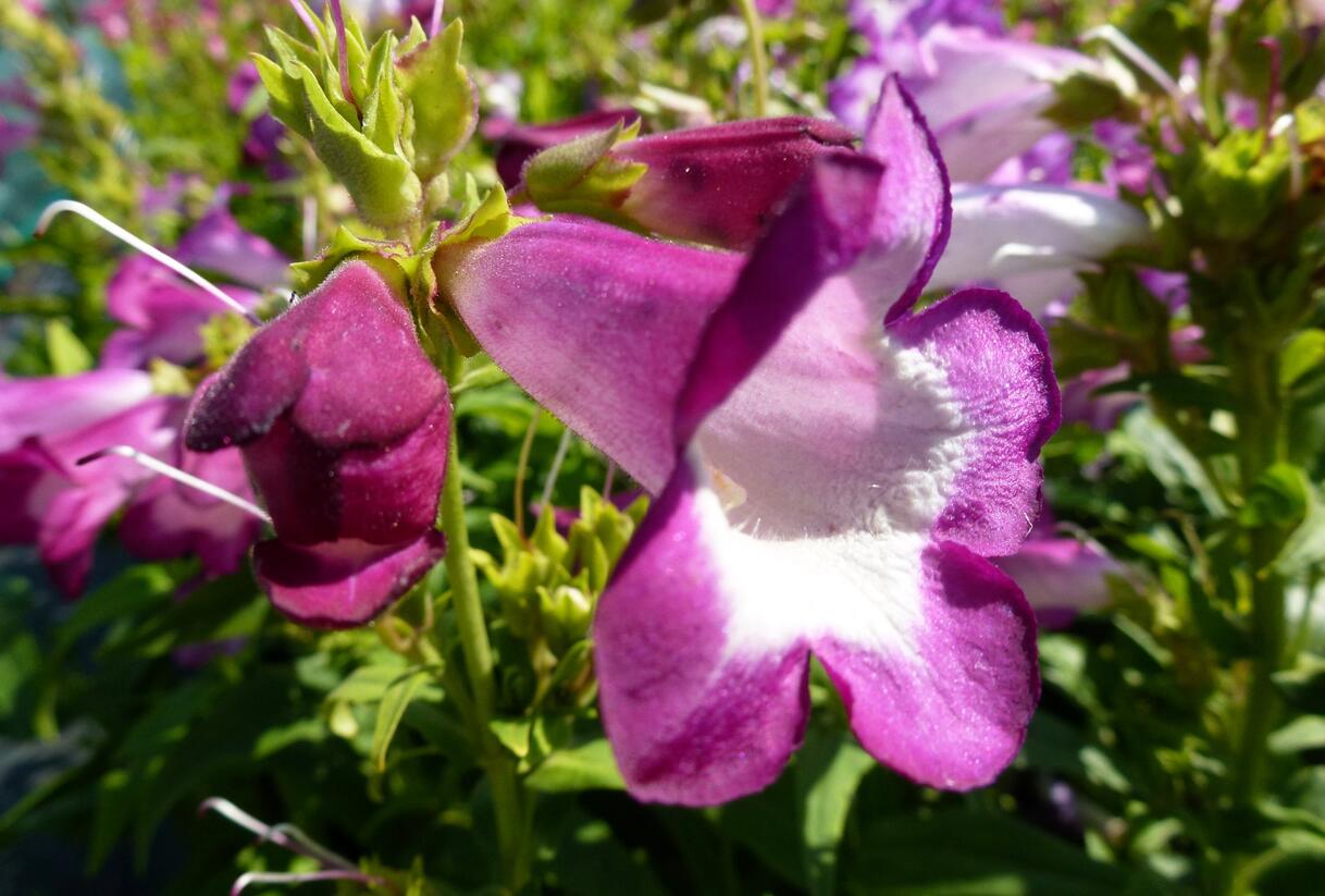 Dračík 'Phoenix Lavander' - Penstemon hartwegii 'Phoenix Lavender'