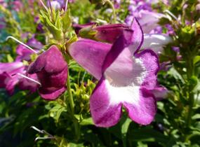 Dračík 'Phoenix Lavander' - Penstemon hartwegii 'Phoenix Lavender'