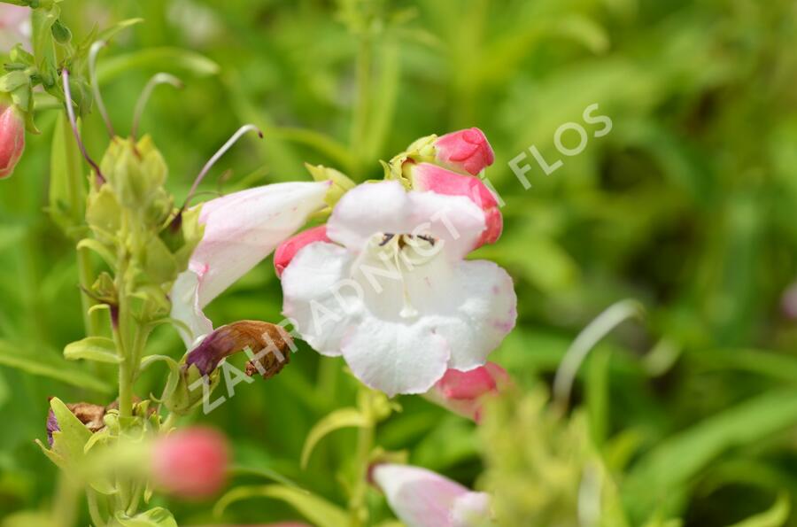 Dračík 'Phoenix Lavander' - Penstemon hartwegii 'Phoenix Lavender'