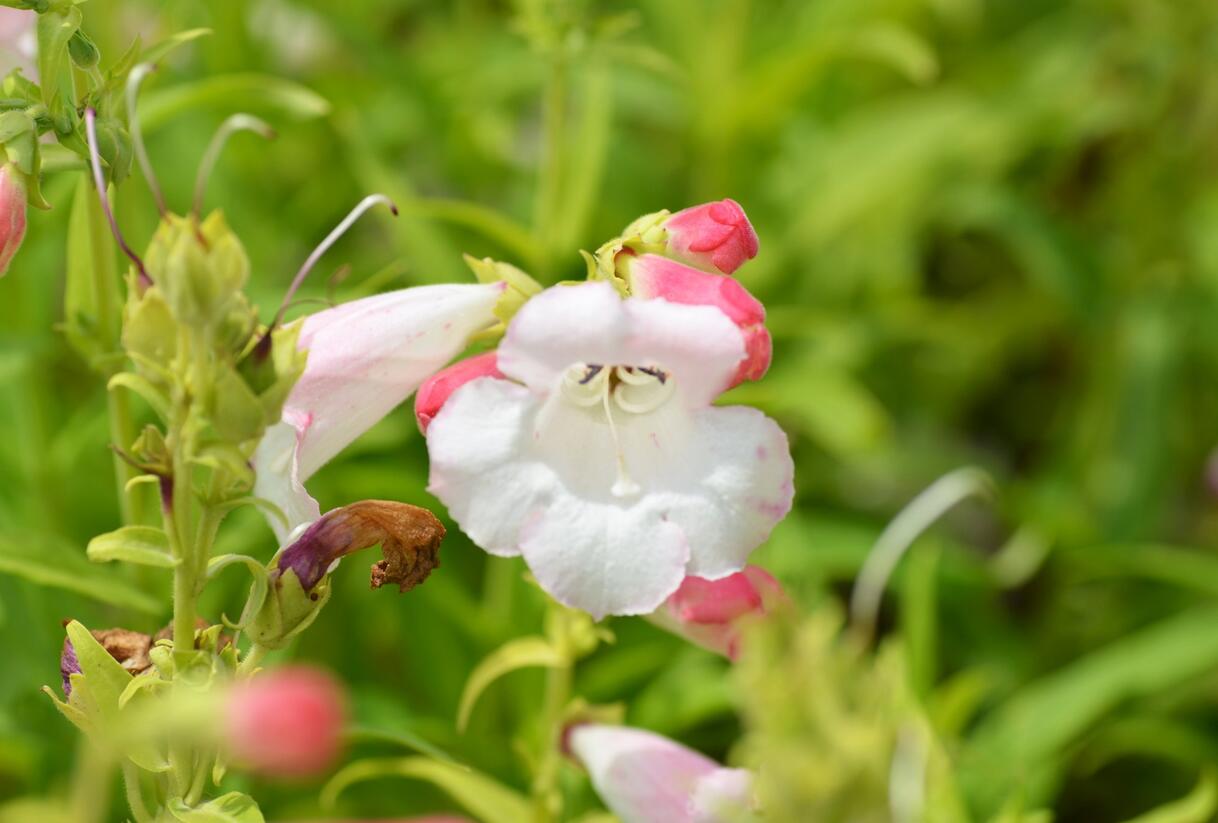 Dračík 'Phoenix Lavander' - Penstemon hartwegii 'Phoenix Lavender'