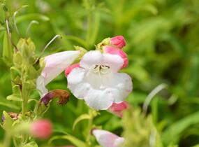 Dračík 'Phoenix Lavander' - Penstemon hartwegii 'Phoenix Lavender'