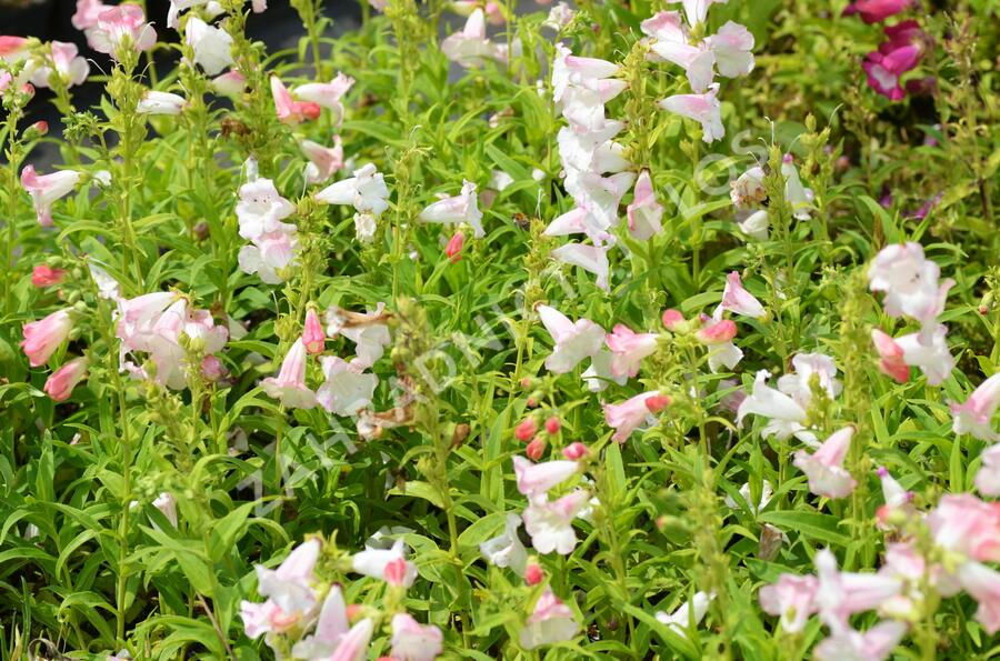 Dračík 'Phoenix Lavander' - Penstemon hartwegii 'Phoenix Lavender'