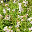 Dračík 'Phoenix Lavander' - Penstemon hartwegii 'Phoenix Lavender'