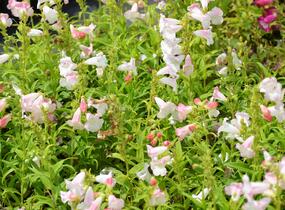 Dračík 'Phoenix Lavander' - Penstemon hartwegii 'Phoenix Lavender'