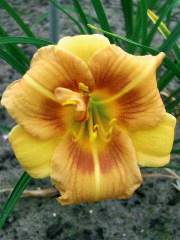 Denivka 'Longfields Conchita' - Hemerocallis 'Longfields Conchita'