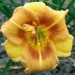 Denivka 'Longfields Conchita' - Hemerocallis 'Longfields Conchita'