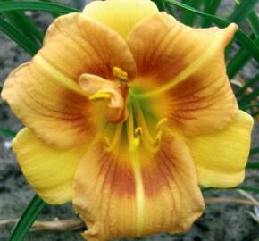 Denivka 'Longfields Conchita' - Hemerocallis 'Longfields Conchita'