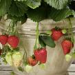 Jahodník stáleplodící 'Montana' F1 - Fragaria ananassa 'Montana' F1