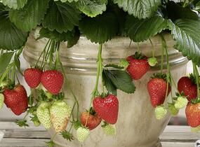 Jahodník stáleplodící 'Montana' F1 - Fragaria ananassa 'Montana' F1