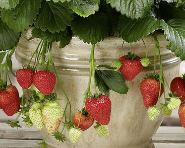 Jahodník stáleplodící 'Montana' F1