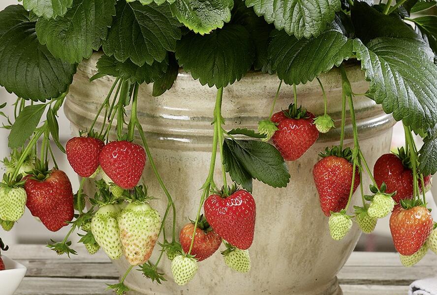 Jahodník stáleplodící 'Montana' F1 - Fragaria ananassa 'Montana' F1