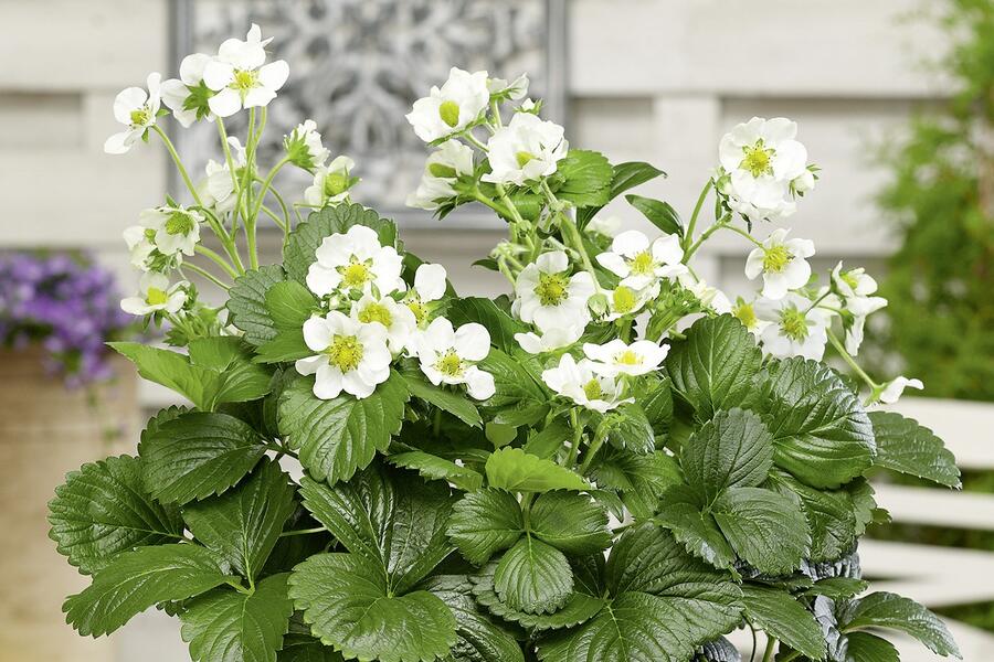 Jahodník stáleplodící 'Montana' F1 - Fragaria ananassa 'Montana' F1