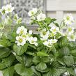Jahodník stáleplodící 'Montana' F1 - Fragaria ananassa 'Montana' F1