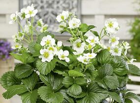 Jahodník stáleplodící 'Montana' F1 - Fragaria ananassa 'Montana' F1