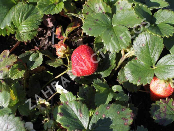 Jahodník stáleplodící 'Fragoo White' F1 - Fragaria ananassa 'Fragoo White' F1