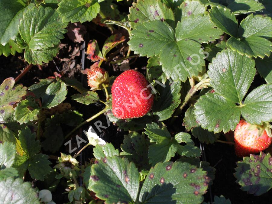 Jahodník stáleplodící 'Fragoo White' F1 - Fragaria ananassa 'Fragoo White' F1