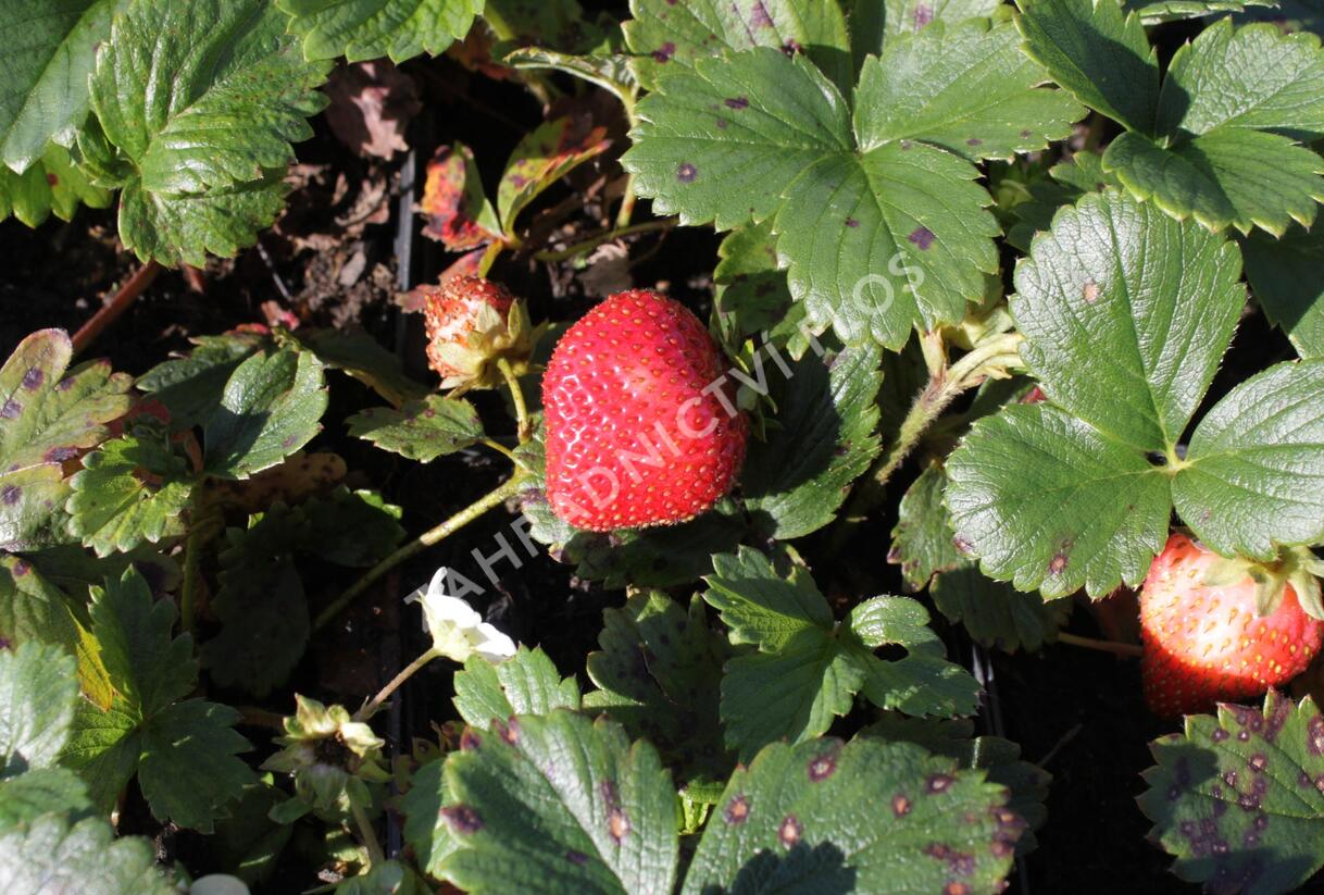Jahodník stáleplodící 'Fragoo White' F1 - Fragaria ananassa 'Fragoo White' F1