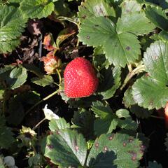 Jahodník stáleplodící 'Fragoo White' F1 - Fragaria ananassa 'Fragoo White' F1