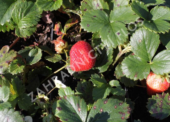 Jahodník stáleplodící 'Fragoo White' F1 - Fragaria ananassa 'Fragoo White' F1