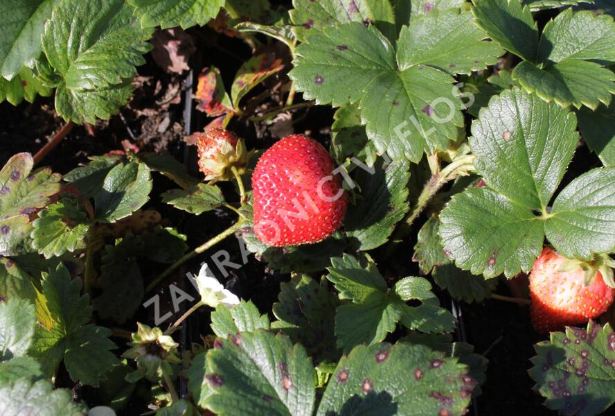 Jahodník stáleplodící 'Fragoo White' F1 - Fragaria ananassa 'Fragoo White' F1