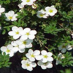 Mochna křovitá 'Snowflake' - Potentilla fruticosa 'Snowflake'