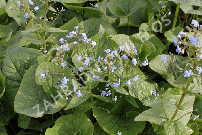 Pomněnkovec sibiřský - Brunnera sibirica